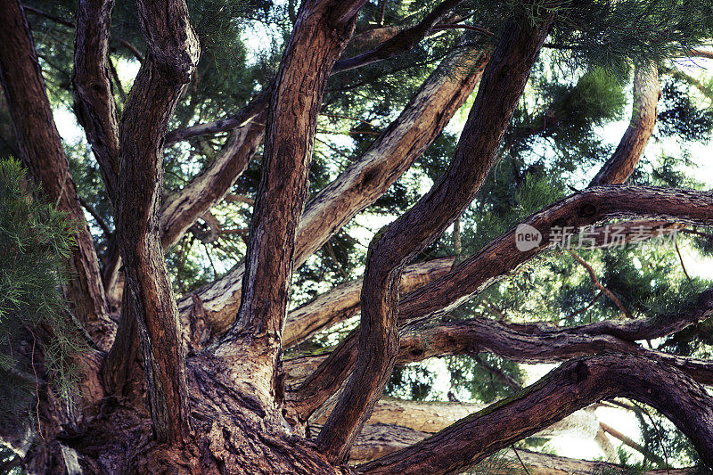 红杉， 巨型红木